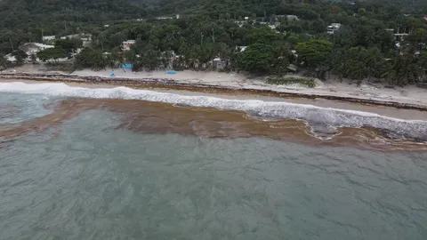 Sargazo — PLAYA BAHORUCO (Sur)